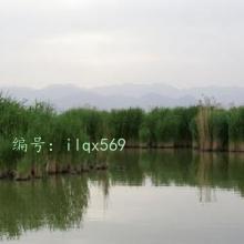 Ŀ