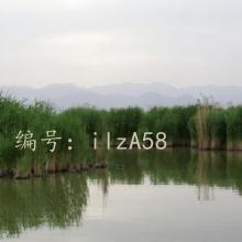 Ŀ